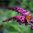 Buddleia davidii 'Buzz Pink Purple'