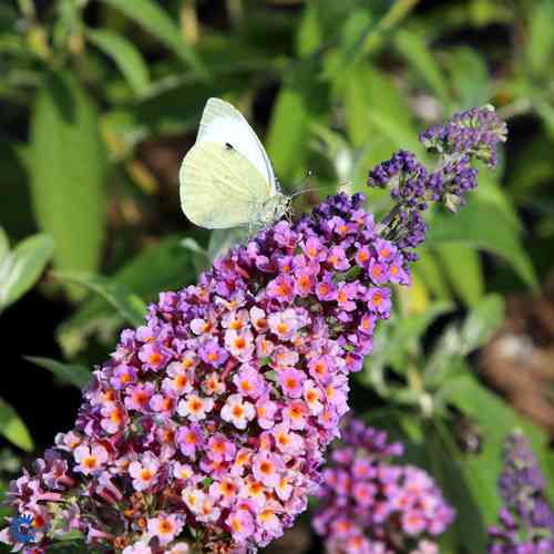 Buddleia davidii  'Flower Power'