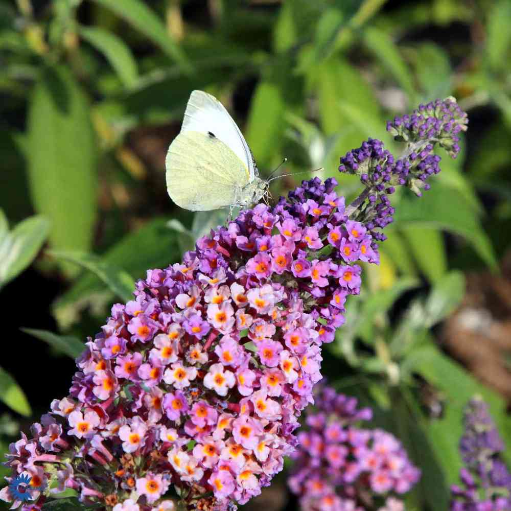 Buddleia davidii 'Flower Power'