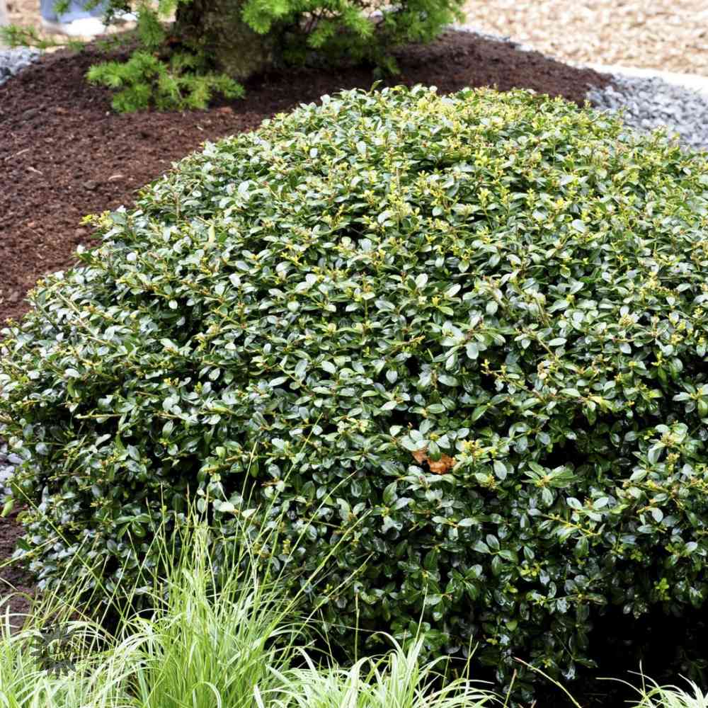Japaninorjanlaakeri 'Luxus Globe'
