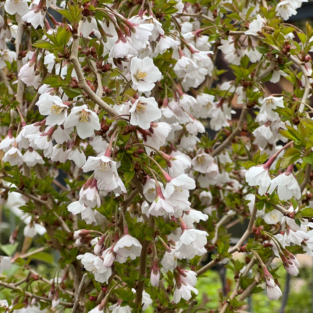 Rungollinen japaninkääpiökirsikka 'Kojou-no-mai', runko 70 cm