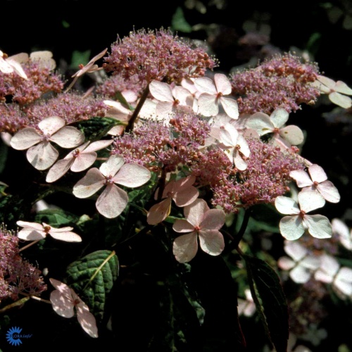 Safiirihortensia 'Blue Bird'