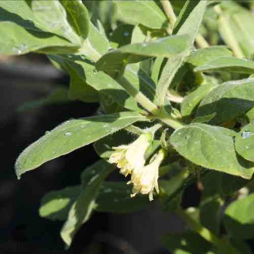 Lonicera caerulea var. kamtschatica