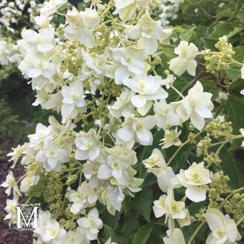Kesähortensia 'Bougie' FinE