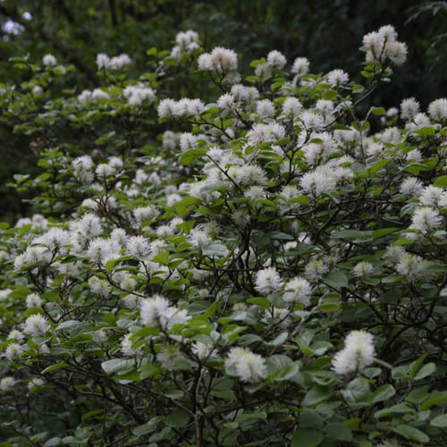 Fothergilla major