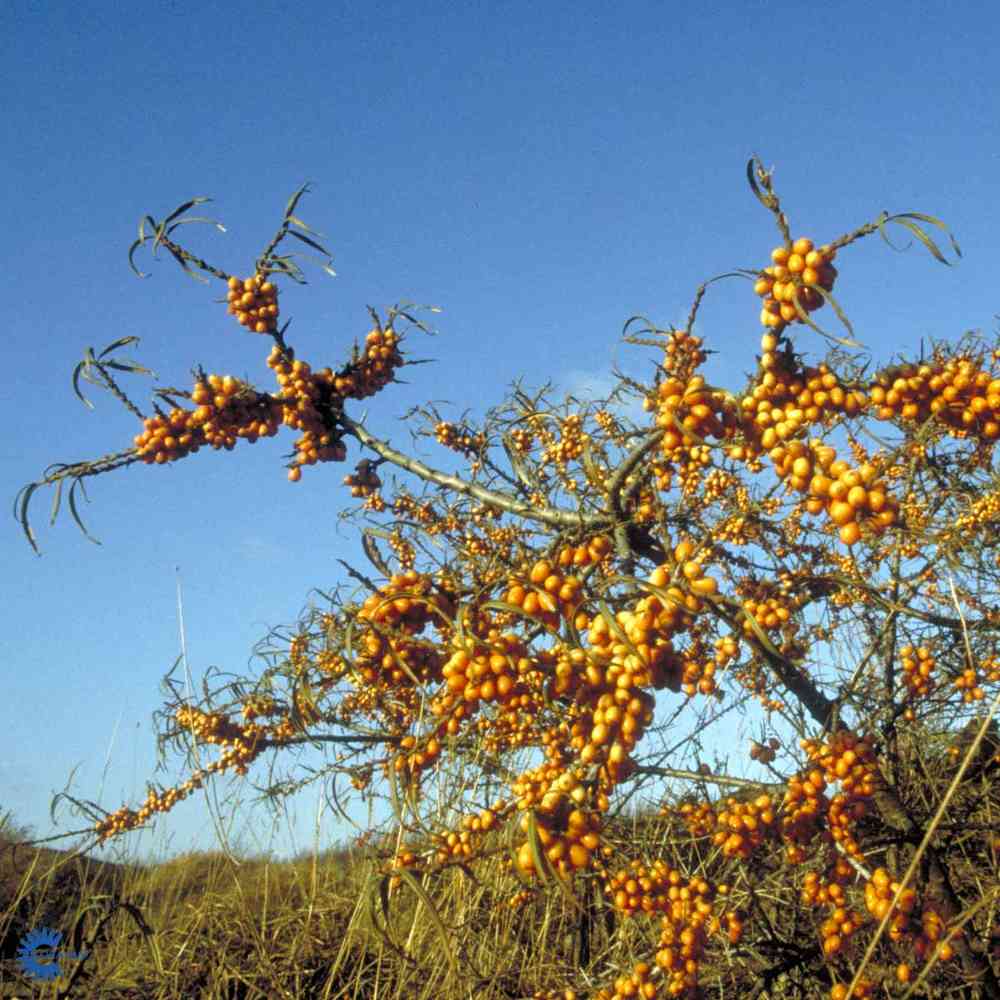 Hippophae rhamnoides
