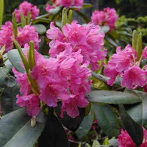 Marjatanalppiruusu 'Raisa' FinE 25-40 cm