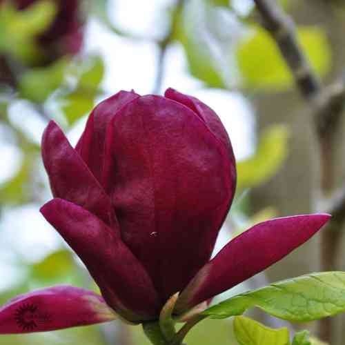 Magnolia 'Black Tulip'