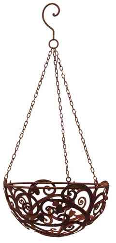 Amppeli  'Ornamentti'