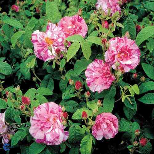 Kirjoapteekkarinruusu 'Rosa Mundi'