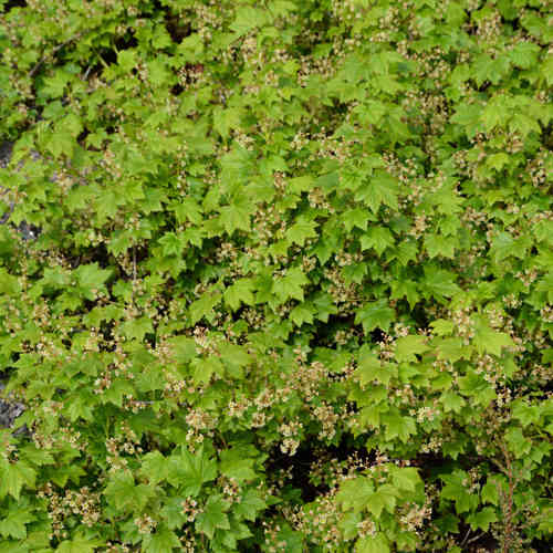  Ribes glandulosum