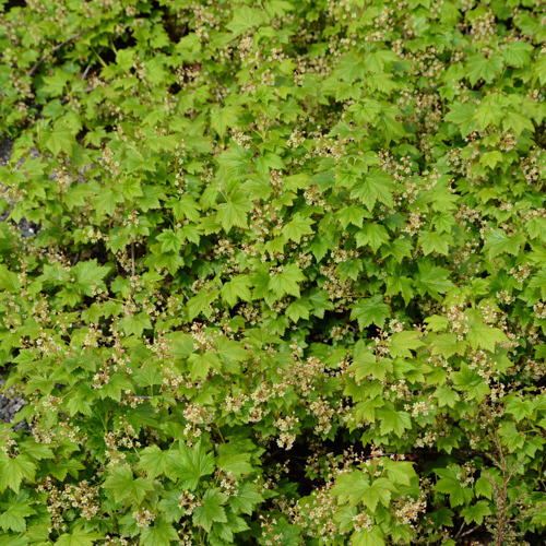 Ribes glandulosum