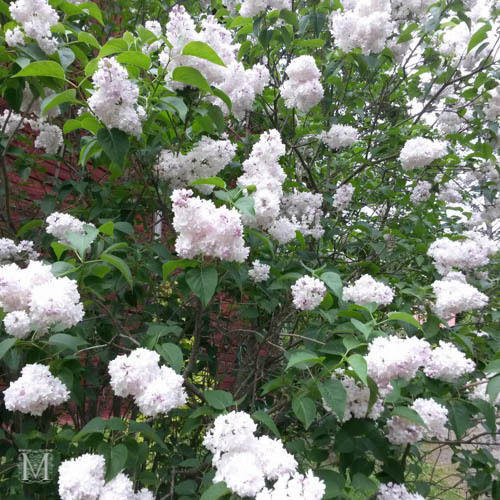 Syringa hybr. 'Beauty Of Moscow'