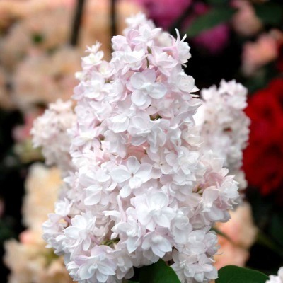 Syringa hybr. 'Beauty Of Moscow'