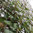 Australian villipelargoni 12 cm ruukku