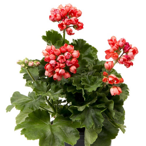 Tulppaanipelargoni 'Red Pandora'