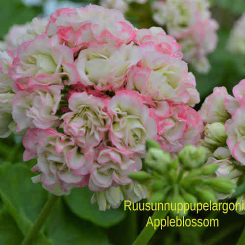 Ruusunnuppupelargoni 'Appleblossom' 