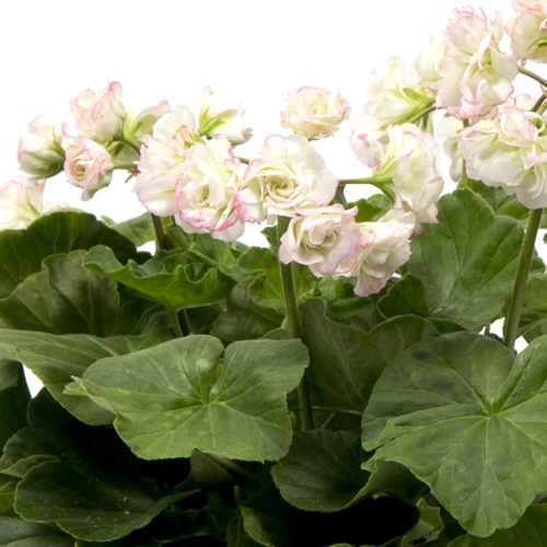 Ruusunnuppupelargoni 'Appleblossom' 