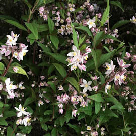 Nietospensas Yuki Cherry Blossom