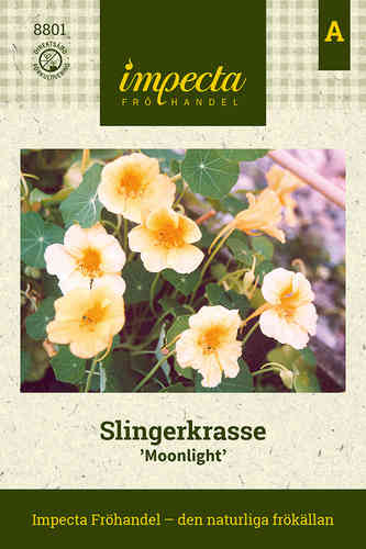 Pensaskrassi 'Moonlight'