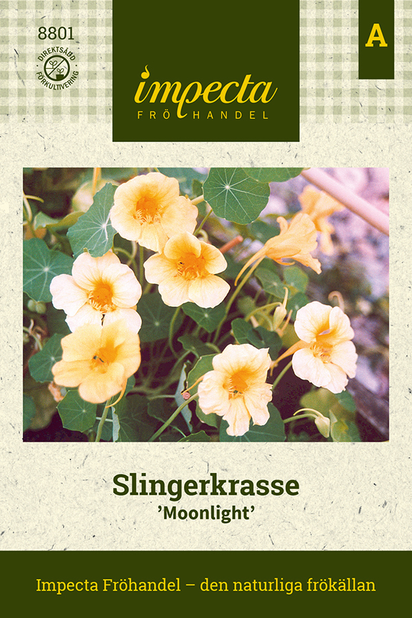 Indiankrasse 'Moonlight'