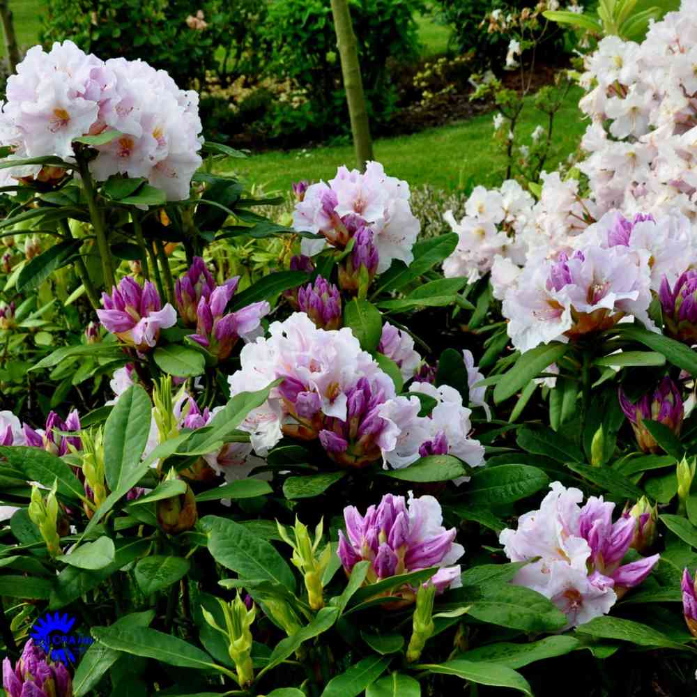 Alppiruusu 'Eskimo'