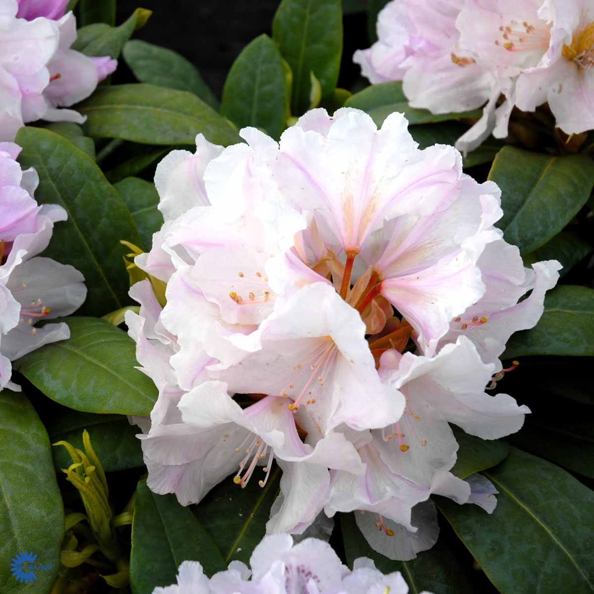 Alppiruusu 'Eskimo'