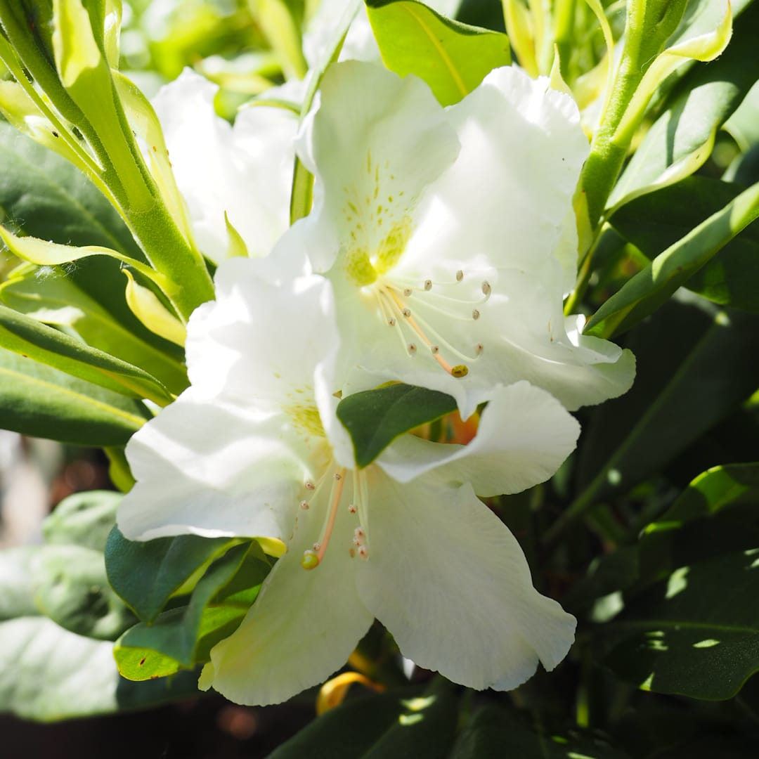Alppiruusu 'Eskimo'