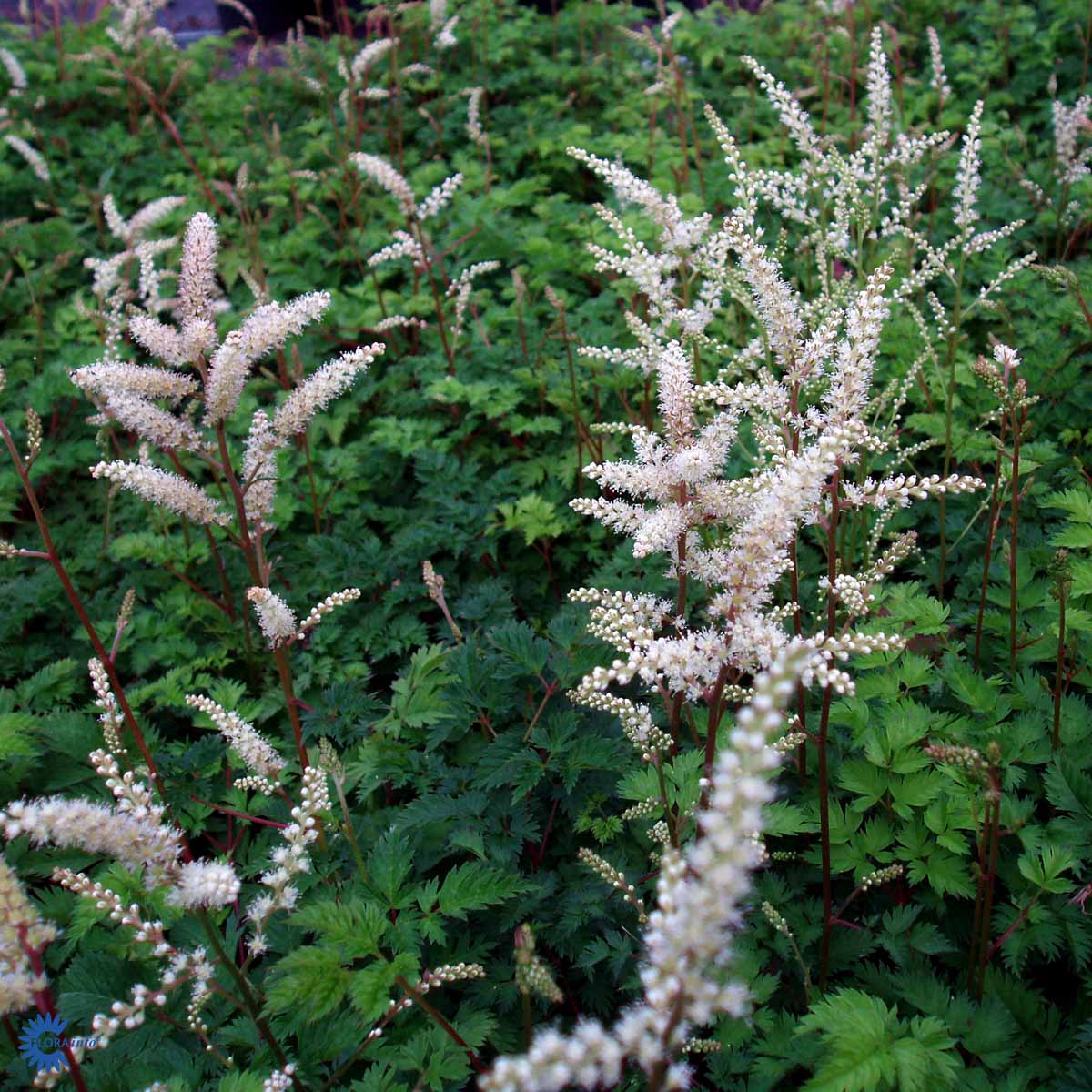 Koreansk plymspirea