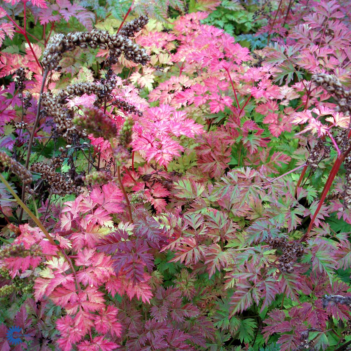 Koreansk plymspirea