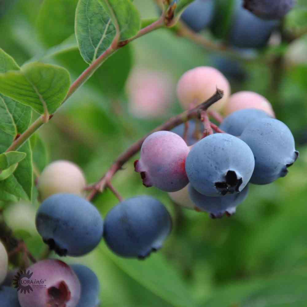 Vaccinium angustifolium