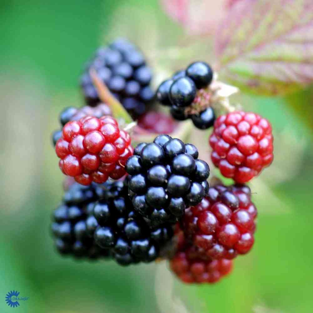 Rubus fruticosus