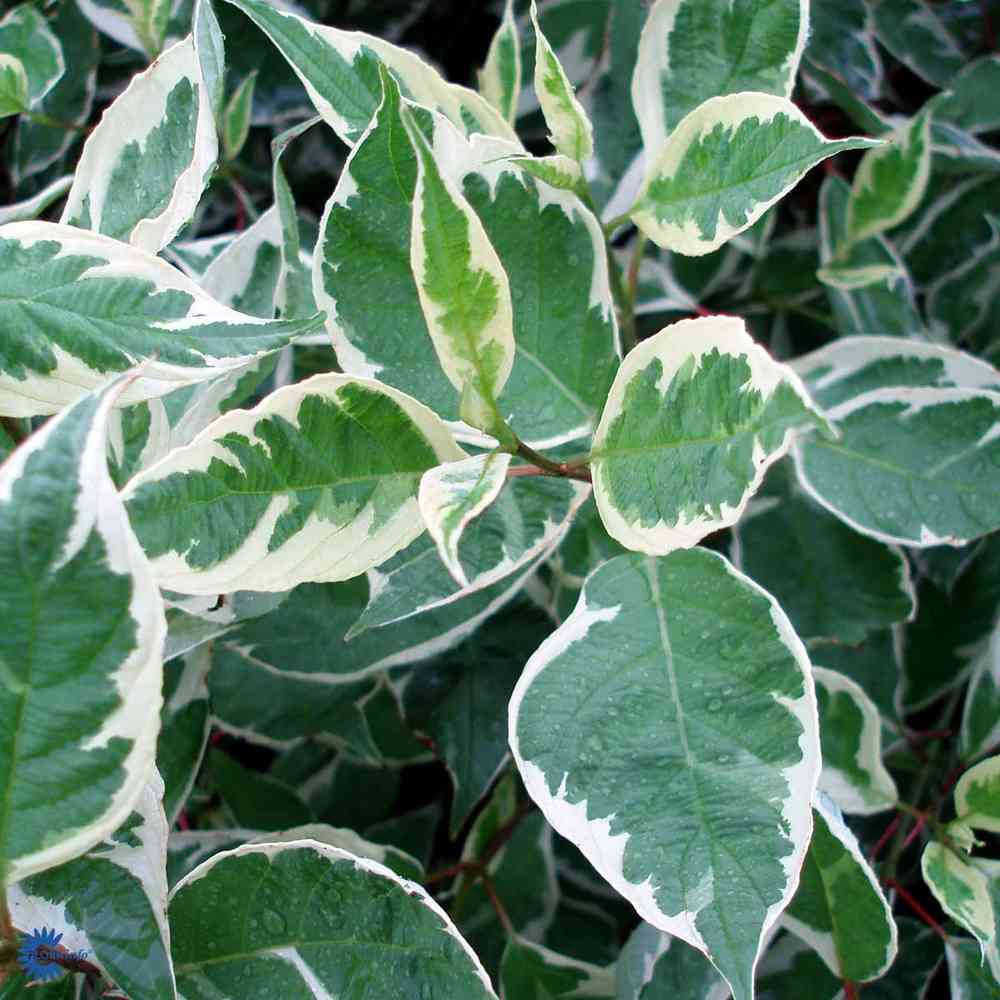 Vitbrokig kornell 'Ivory Halo'