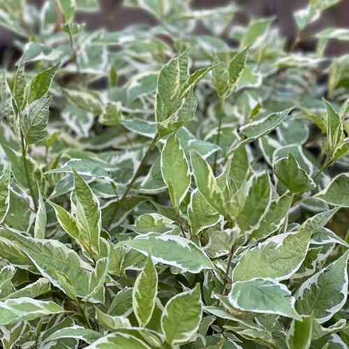 Vitbrokig kornell 'Ivory Halo'