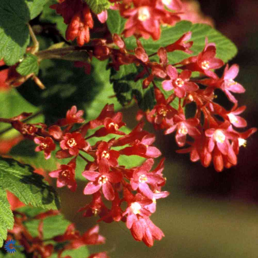 Ruusuherukka