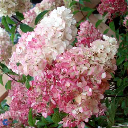  Hydrangea paniculata 'Diamant Rouge'