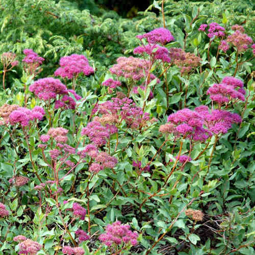 Spiraea densiflora