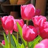 Tulppaani 'Christmas Dream'