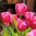 Tulppaani 'Christmas Dream'