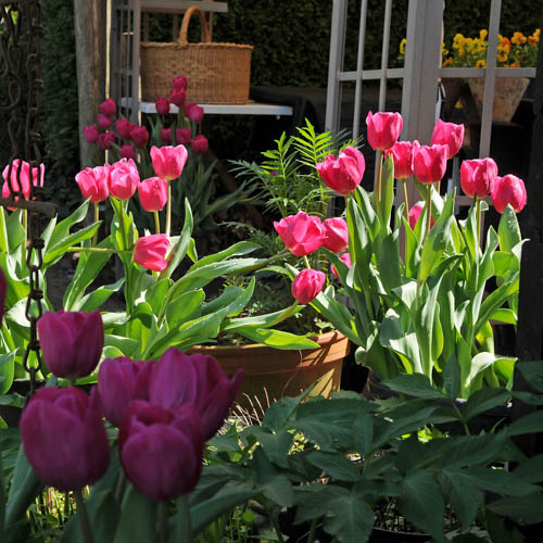 Tulppaani 'Christmas Dream'