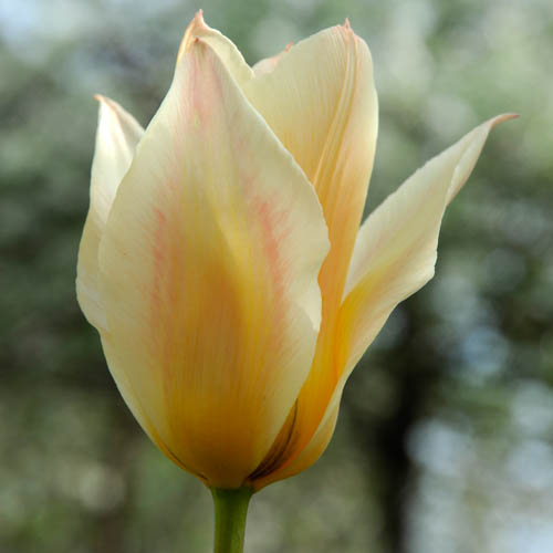 Tulppaani 'Für Elise'