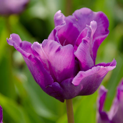 Papegojtulpan 'Blue Parrot'