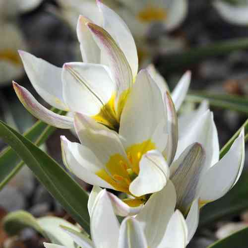 Pikkutulppaani 'Polychroma'