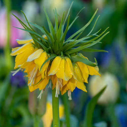 Keisarinpikarililja 'Lutea'