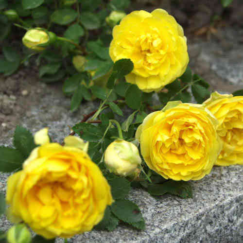 Rosa foetida 'Persiana'