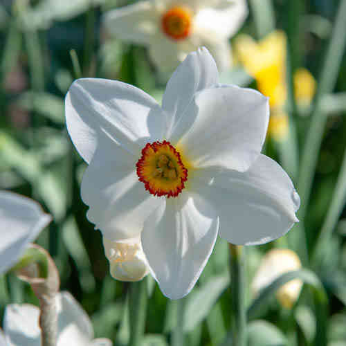 Pingstlilja 'Actaea'