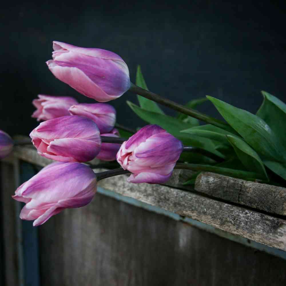 Darwinhybridtulpan 'Light and Dreamy'