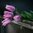 Darwinhybridtulpan 'Light and Dreamy'