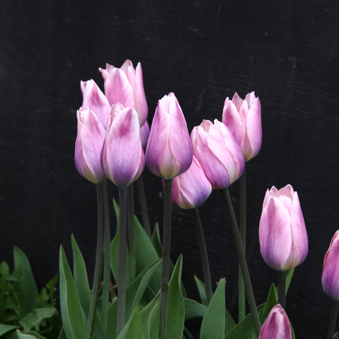 Darwinhybridtulpan 'Light and Dreamy'