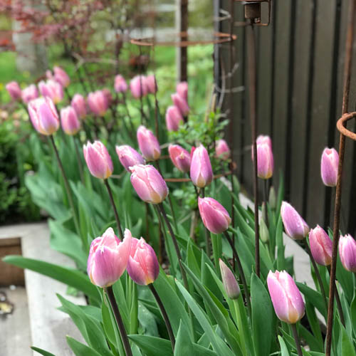 Darwinhybridtulpan 'Light and Dreamy'
